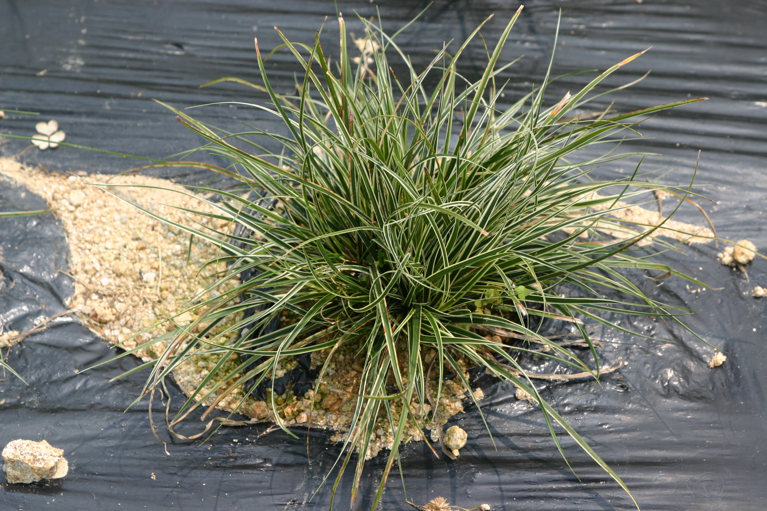 Carex conica 'Snowline'